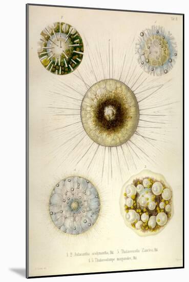 Aulacantha Scolymantha, Thalassicalla Zanclea, Thalassolampe Margarodes-Ernst Haeckel-Mounted Art Print