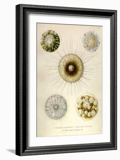 Aulacantha Scolymantha, Thalassicalla Zanclea, Thalassolampe Margarodes-Ernst Haeckel-Framed Art Print