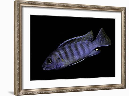 Aulonocara Nyassae (Emperor Cichlid, African Peacock)-Paul Starosta-Framed Photographic Print