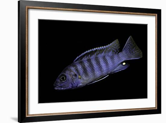 Aulonocara Nyassae (Emperor Cichlid, African Peacock)-Paul Starosta-Framed Photographic Print