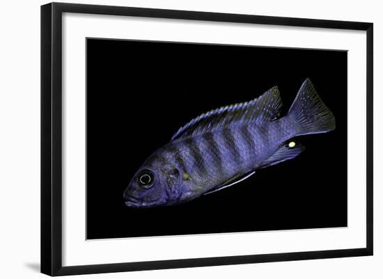 Aulonocara Nyassae (Emperor Cichlid, African Peacock)-Paul Starosta-Framed Photographic Print