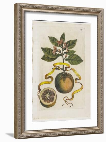 Aurantium Flore Duplici, from Hesperides, 1646-Giovanni Battista Ferrari-Framed Giclee Print