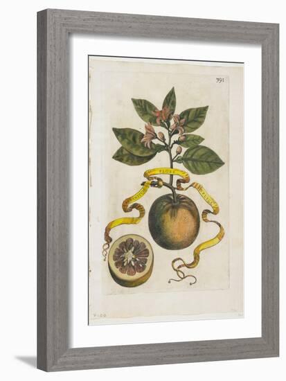 Aurantium Flore Duplici, from Hesperides, 1646-Giovanni Battista Ferrari-Framed Giclee Print