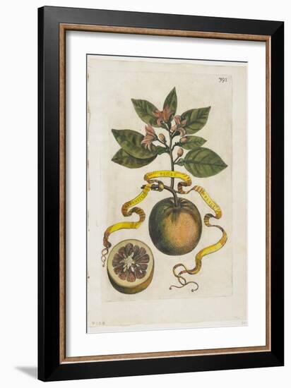 Aurantium Flore Duplici, from Hesperides, 1646-Giovanni Battista Ferrari-Framed Giclee Print