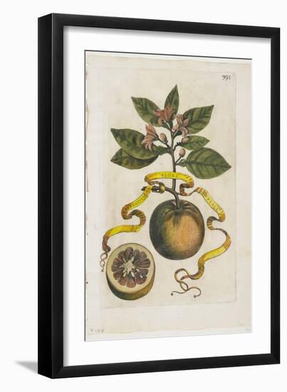 Aurantium Flore Duplici, from Hesperides, 1646-Giovanni Battista Ferrari-Framed Giclee Print