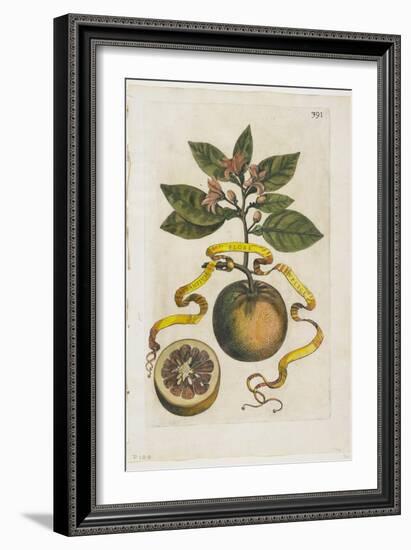 Aurantium Flore Duplici, from Hesperides, 1646-Giovanni Battista Ferrari-Framed Giclee Print