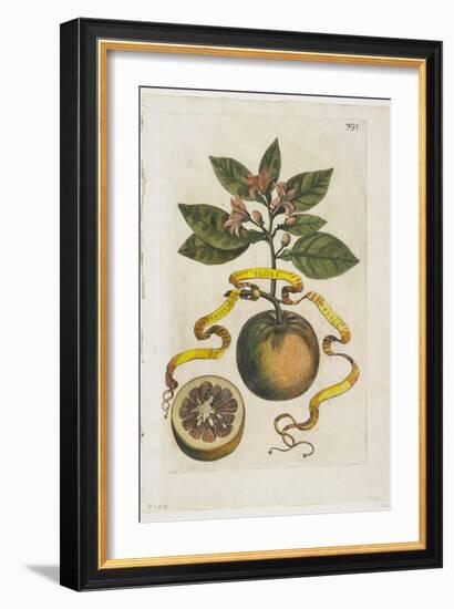 Aurantium Flore Duplici, from Hesperides, 1646-Giovanni Battista Ferrari-Framed Giclee Print