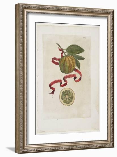 Aurantium Virgatum, from Hesperides, 1646-Giovanni Battista Ferrari-Framed Giclee Print