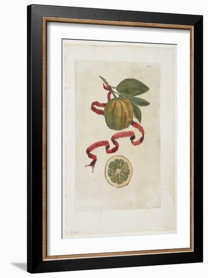 Aurantium Virgatum, from Hesperides, 1646-Giovanni Battista Ferrari-Framed Giclee Print