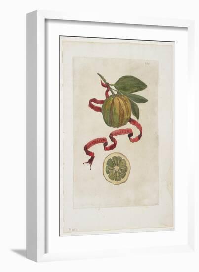 Aurantium Virgatum, from Hesperides, 1646-Giovanni Battista Ferrari-Framed Giclee Print