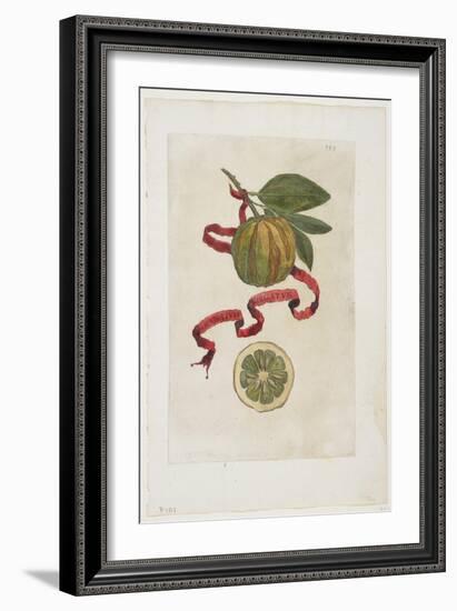 Aurantium Virgatum, from Hesperides, 1646-Giovanni Battista Ferrari-Framed Giclee Print