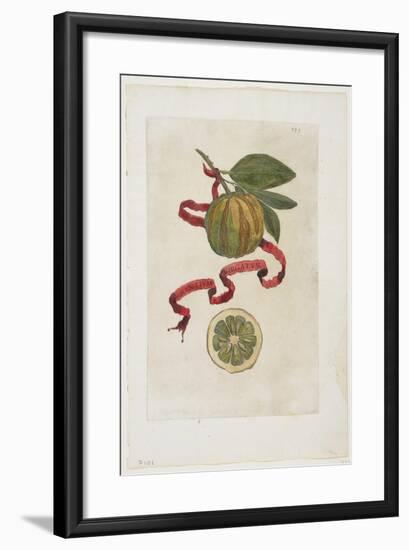 Aurantium Virgatum, from Hesperides, 1646-Giovanni Battista Ferrari-Framed Giclee Print