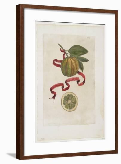 Aurantium Virgatum, from Hesperides, 1646-Giovanni Battista Ferrari-Framed Giclee Print