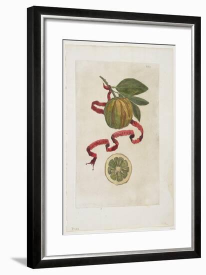 Aurantium Virgatum, from Hesperides, 1646-Giovanni Battista Ferrari-Framed Giclee Print