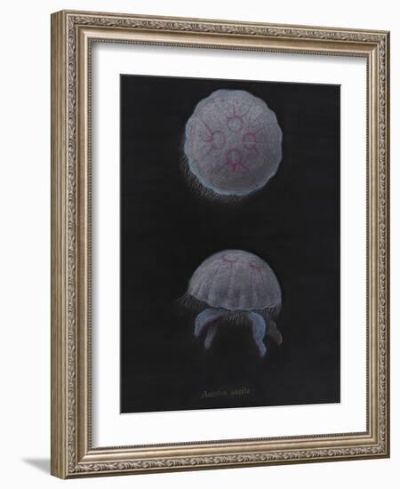 Aurelia Aurita: Moon Jellyfish-Philip Henry Gosse-Framed Giclee Print