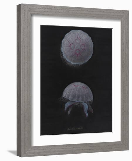 Aurelia Aurita: Moon Jellyfish-Philip Henry Gosse-Framed Giclee Print