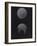 Aurelia Aurita: Moon Jellyfish-Philip Henry Gosse-Framed Giclee Print