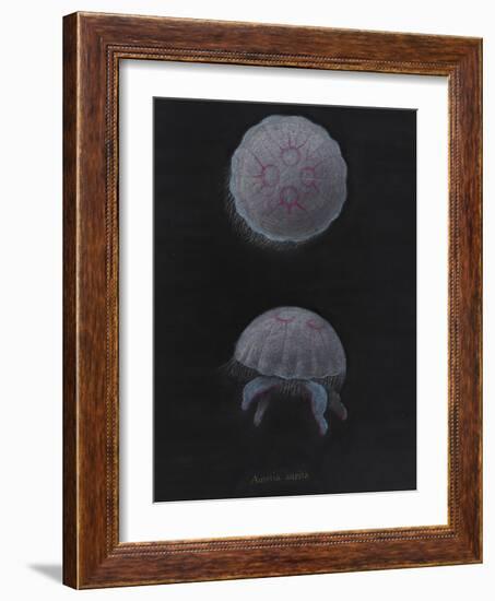 Aurelia Aurita: Moon Jellyfish-Philip Henry Gosse-Framed Giclee Print