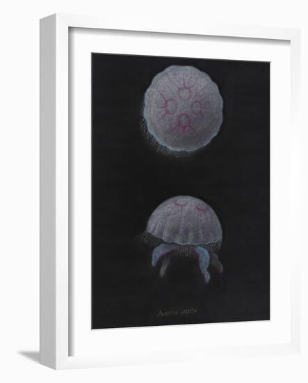 Aurelia Aurita: Moon Jellyfish-Philip Henry Gosse-Framed Giclee Print
