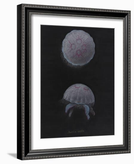 Aurelia Aurita: Moon Jellyfish-Philip Henry Gosse-Framed Giclee Print