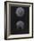 Aurelia Aurita: Moon Jellyfish-Philip Henry Gosse-Framed Giclee Print