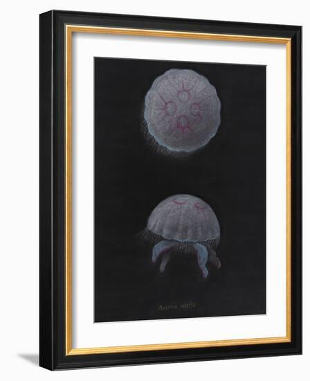 Aurelia Aurita: Moon Jellyfish-Philip Henry Gosse-Framed Giclee Print