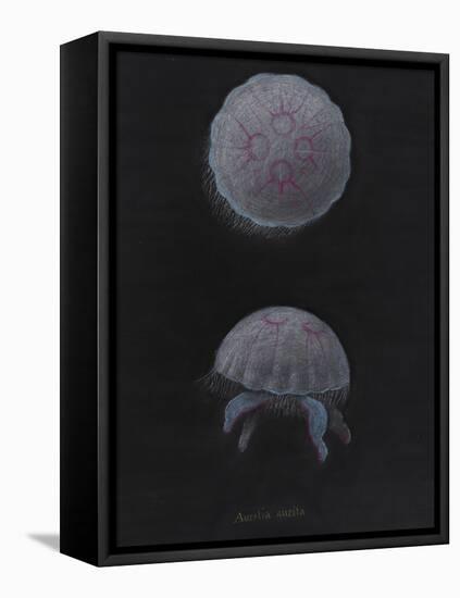 Aurelia Aurita: Moon Jellyfish-Philip Henry Gosse-Framed Premier Image Canvas