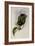 Aurelia's Puffleg, Eriocnemis Aureli?-John Gould-Framed Giclee Print