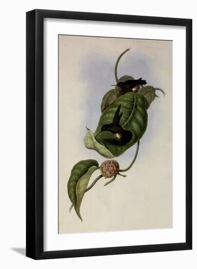 Aurelia's Puffleg, Eriocnemis Aureli?-John Gould-Framed Giclee Print