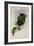 Aurelia's Puffleg, Eriocnemis Aureli?-John Gould-Framed Giclee Print