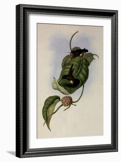 Aurelia's Puffleg, Eriocnemis Aureli?-John Gould-Framed Giclee Print