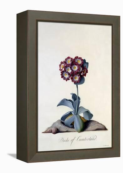 Auricula Duke of Cumberland C.1743-Georg Dionysius Ehret-Framed Premier Image Canvas