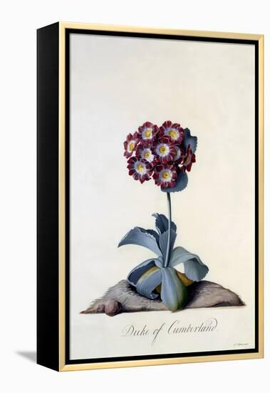 Auricula Duke of Cumberland C.1743-Georg Dionysius Ehret-Framed Premier Image Canvas