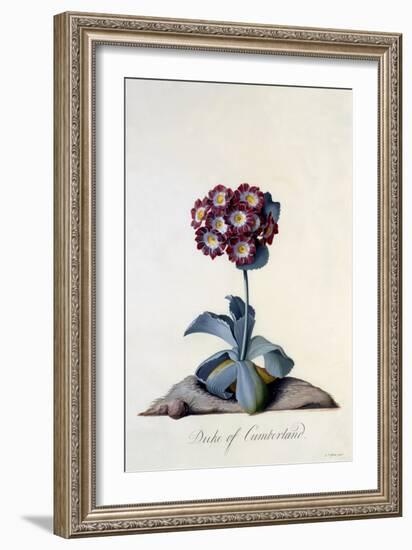 Auricula Duke of Cumberland C.1743-Georg Dionysius Ehret-Framed Giclee Print