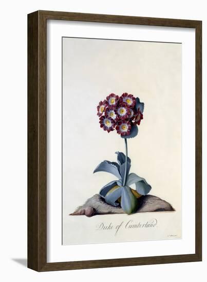 Auricula Duke of Cumberland C.1743-Georg Dionysius Ehret-Framed Giclee Print