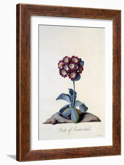 Auricula Duke of Cumberland C.1743-Georg Dionysius Ehret-Framed Giclee Print