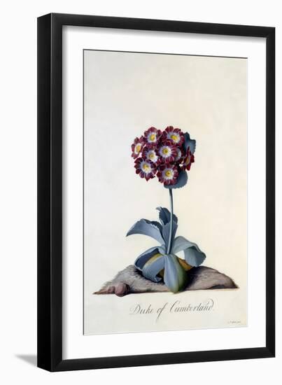 Auricula Duke of Cumberland C.1743-Georg Dionysius Ehret-Framed Giclee Print