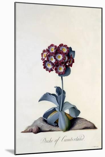 Auricula Duke of Cumberland C.1743-Georg Dionysius Ehret-Mounted Giclee Print