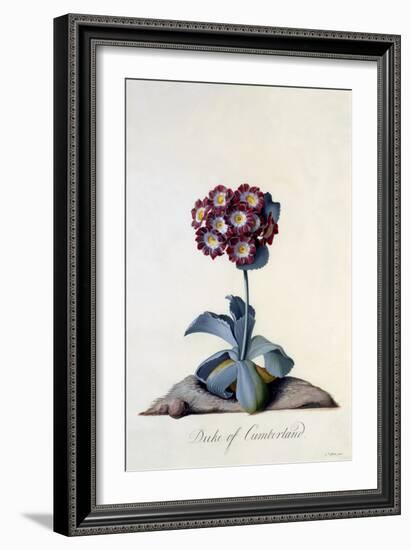 Auricula Duke of Cumberland C.1743-Georg Dionysius Ehret-Framed Giclee Print