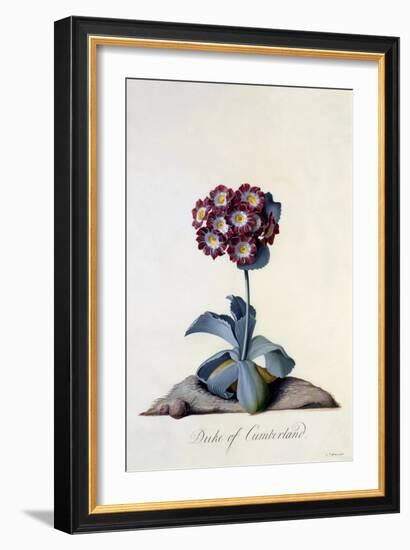 Auricula Duke of Cumberland C.1743-Georg Dionysius Ehret-Framed Giclee Print