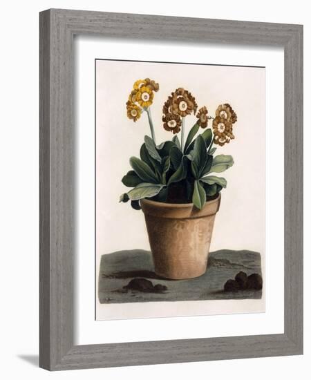 Auricula in a Pot, C.1840S (Hand Coloured Engraving)-English School-Framed Giclee Print