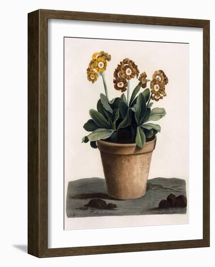 Auricula in a Pot, C.1840S (Hand Coloured Engraving)-English School-Framed Giclee Print