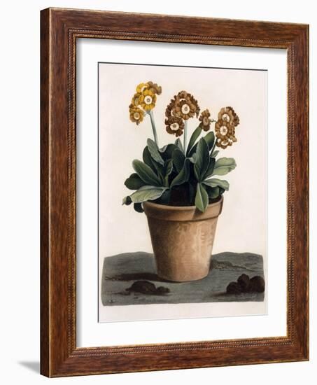 Auricula in a Pot, C.1840S (Hand Coloured Engraving)-English School-Framed Giclee Print