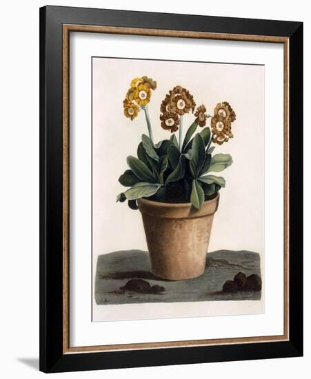 Auricula in a Pot, C.1840S (Hand Coloured Engraving)-English School-Framed Giclee Print