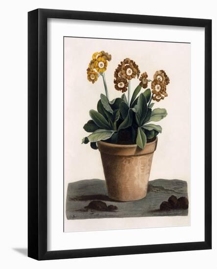 Auricula in a Pot, C.1840S (Hand Coloured Engraving)-English School-Framed Giclee Print