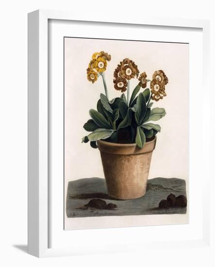 Auricula in a Pot, C.1840S (Hand Coloured Engraving)-English School-Framed Giclee Print