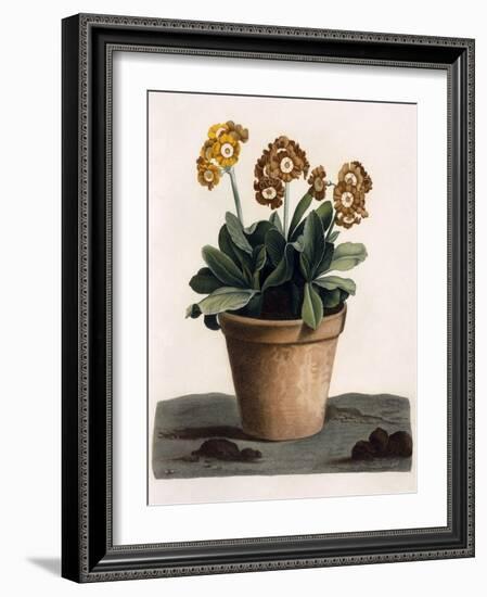 Auricula in a Pot, C.1840S (Hand Coloured Engraving)-English School-Framed Giclee Print