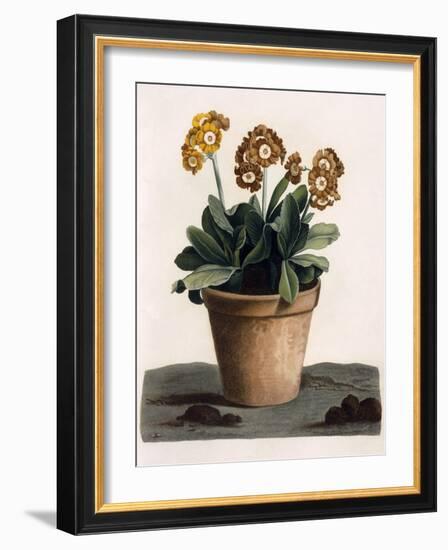 Auricula in a Pot, C.1840S (Hand Coloured Engraving)-English School-Framed Giclee Print