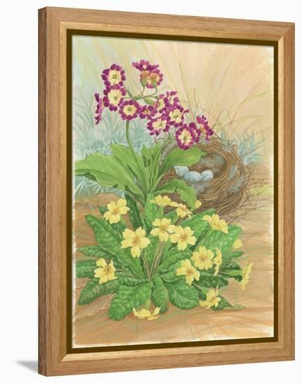 Auricula, Primrose and Nest, 1998-Linda Benton-Framed Premier Image Canvas