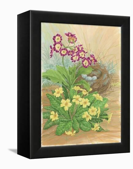 Auricula, Primrose and Nest, 1998-Linda Benton-Framed Premier Image Canvas